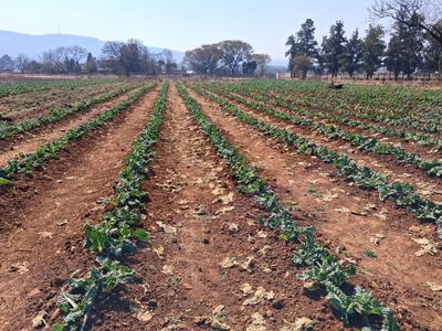 Vacant Land / Plot For Sale in Rietfontein, Pretoria